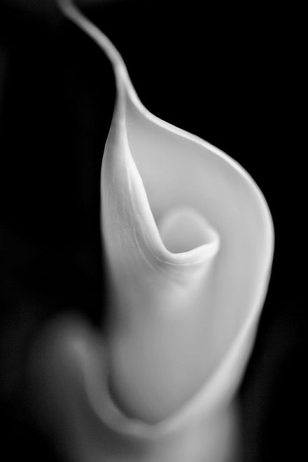 Calla Lily Flower Macro Black and White Poster Print - Jennie Marie Schell