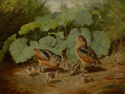 Woodcock and Young Poster Print - Arthur Fitzwilliam Tait