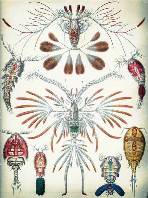Haeckel Copepoda Poster Print - GST