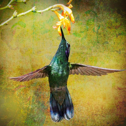 Hummingbird at Flower Poster Print - GST
