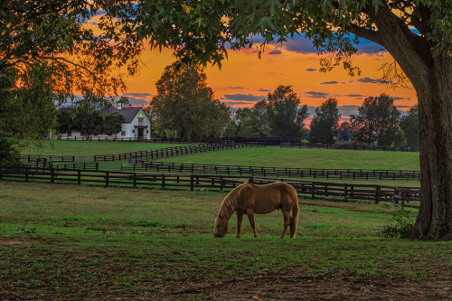 Horse Farm Sunset Poster Print - Online Galloimages