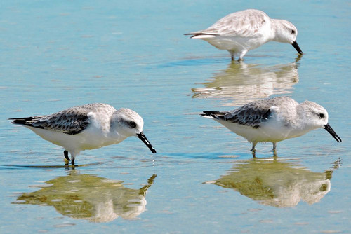 Sandpiper Trio Poster Print - GST