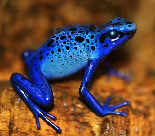 Bluetiful - preparatory Poster Print - Ben Heine