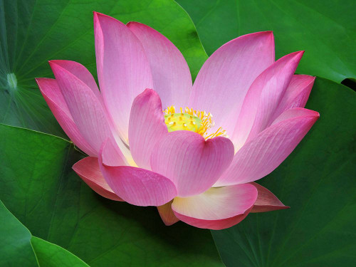 Luminescent Water Lily Poster Print - GST