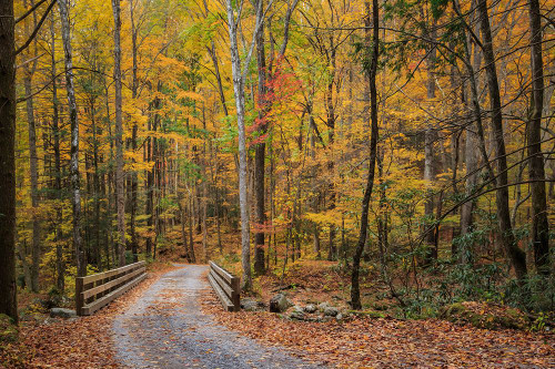 Greenbrier Bridge Path Poster Print - Online Galloimages