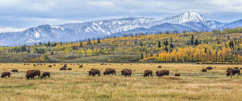 Grand Teton Bison Grazing Poster Print - Online Galloimages