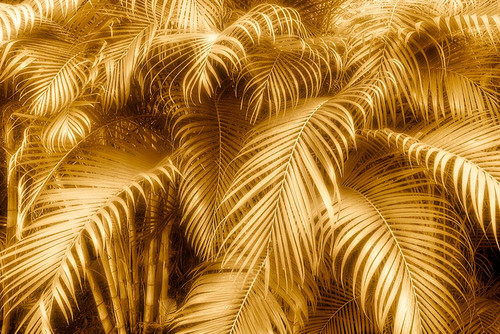 Golden Glow Tropical Ferns Poster Print - GST