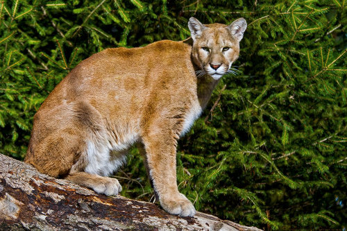 Cougar Poster Print - Online Galloimages