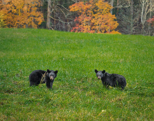 Black Bear Cubs Poster Print - Online Galloimages Black Bear Cubs Poster Print - Online Galloimages