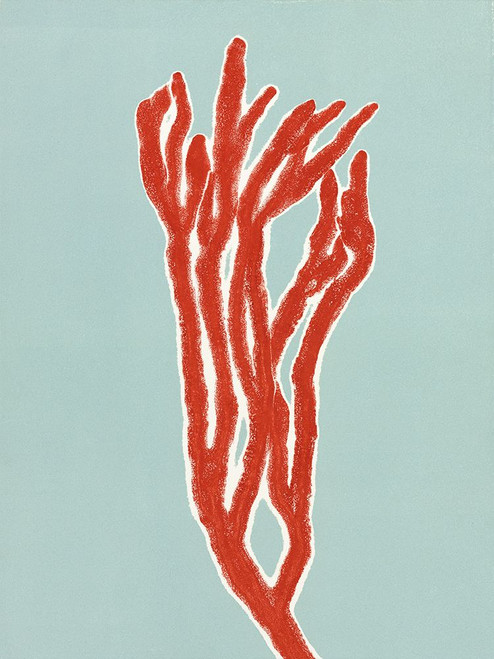 Coral 8 Poster Print - Studio MMB