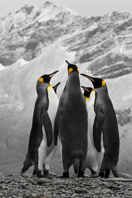 Antarctica. A conference of King Penguins. Poster Print - Janet Muir
