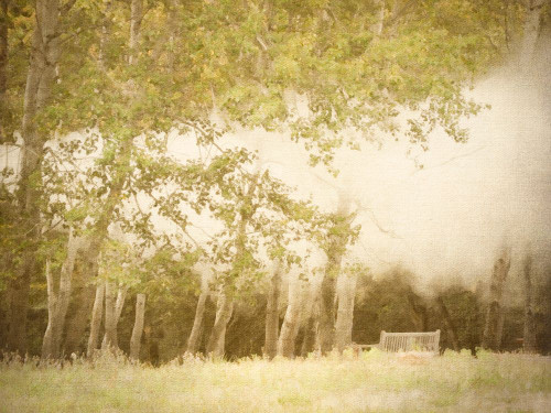 Meditation Bench in Forest Mist Poster Print - GST