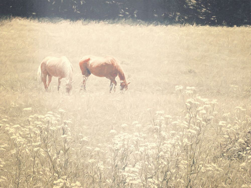 Horses Grazing Poster Print - GST