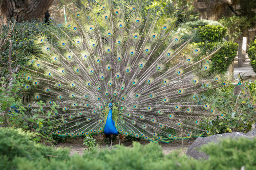 Lisbon- Portugal. Castelo Sao Jorge. Peacocks reside on the castle grounds Poster Print - Julien McRoberts
