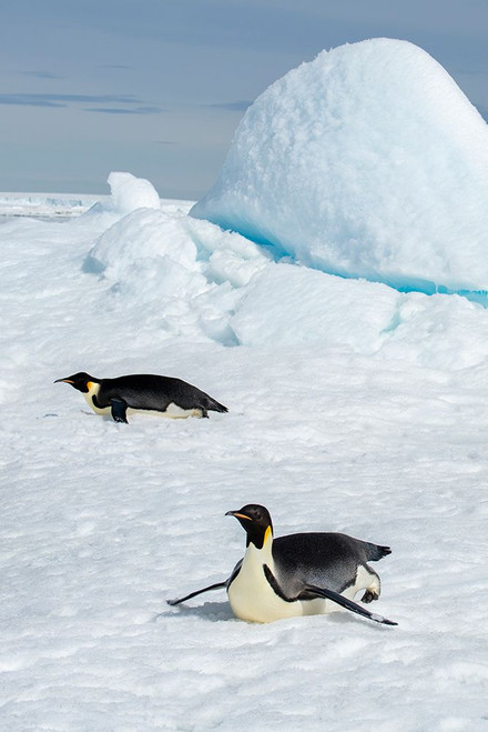 Antarctica-Weddell Sea-Snow Hill. Emperor penguins toboggining. Poster Print - Cindy Miller Hopkins