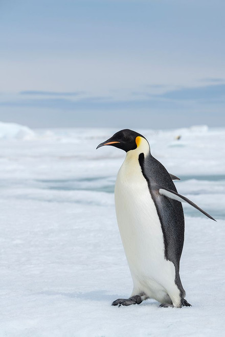 Antarctica-Weddell Sea-Snow Hill. Emperor penguins Poster Print - Cindy Miller Hopkins