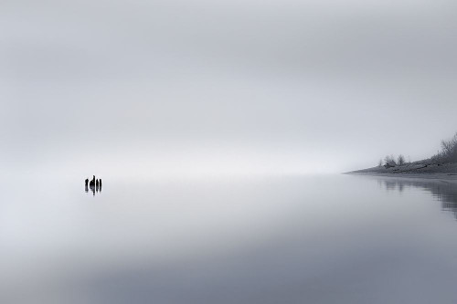 In the Fog Poster Print - Don Schwartz