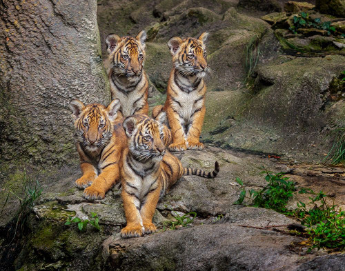 Malayan Tiger Cubs Oil Paint Poster Print - Online Galloimages