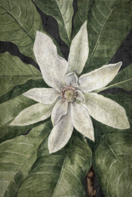 Botanical Dream 2 Poster Print - GST