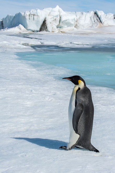 Antarctica-Weddell Sea-Snow Hill. Emperor penguin Poster Print - Cindy Miller Hopkins