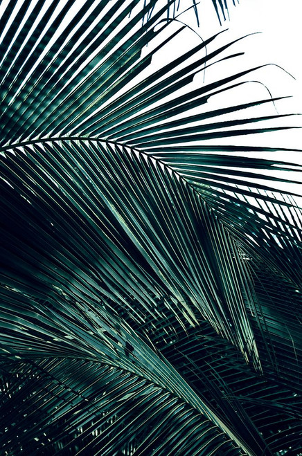 Contemporary Palm Leaves 2 Poster Print - Studio SEA