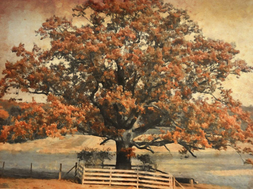 Wisdom Tree Poster Print - GST