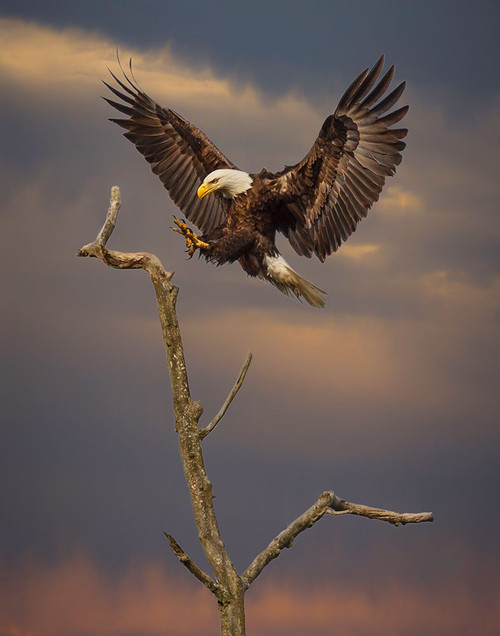 Eagle Landing on Branch Poster Print - Online Galloimages