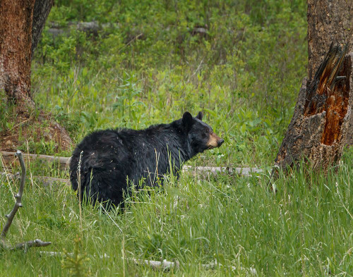 Black Bear Sow Watching Cubs YNP Poster Print - Online Galloimages Black Bear Sow Watching Cubs YNP Poster Print - Online Galloimages