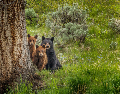 Sow and Cubs Family Poster Print - Online Galloimages