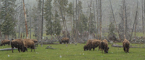 Bison Grazing in Snow YNP Poster Print - Online Galloimages