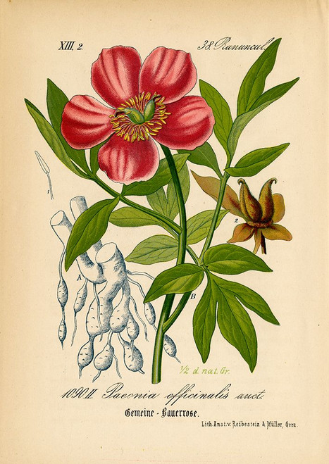 Paeonia Officinalis Poster Print - Licensing Studio Art