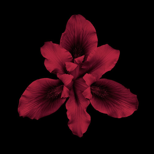 Bearded Iris - Red Poster Print - joSon