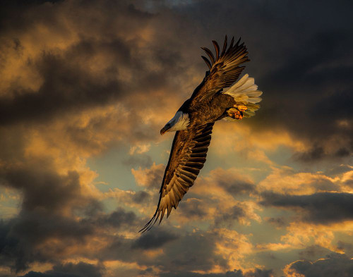 Bald Eagle at Sunset Poster Print - Online Galloimages
