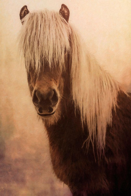 Misty Morning Horse Poster Print - GST