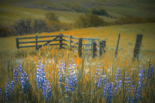 Field of Lupine Poster Print - Don Schwartz