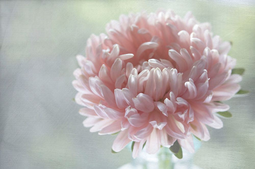 Miracle Poster Print - Judy Stalus