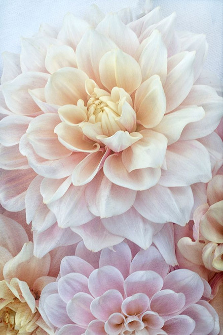 Dahlia Dream Poster Print - Judy Stalus