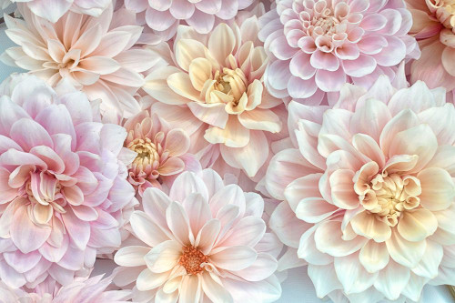 Dahlia Tapestry II Poster Print - Judy Stalus