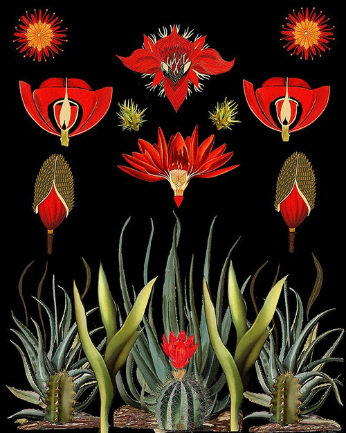 Cactus Invention.png Poster Print - Giovanna Nicolo