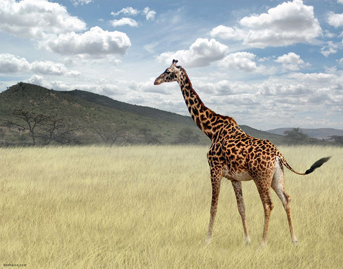 Once Upon a Time in Kenya - 3 Poster Print - Ben Heine