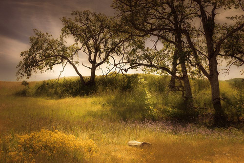 Flowering Meadow Poster Print - Don Schwartz