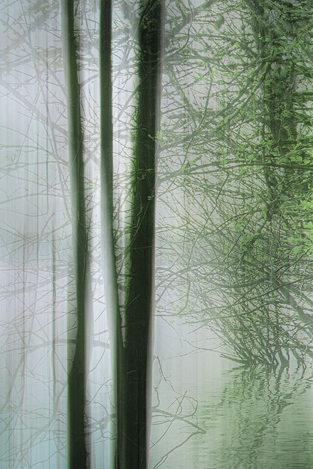 Slender in Spring II Poster Print - Don Schwartz