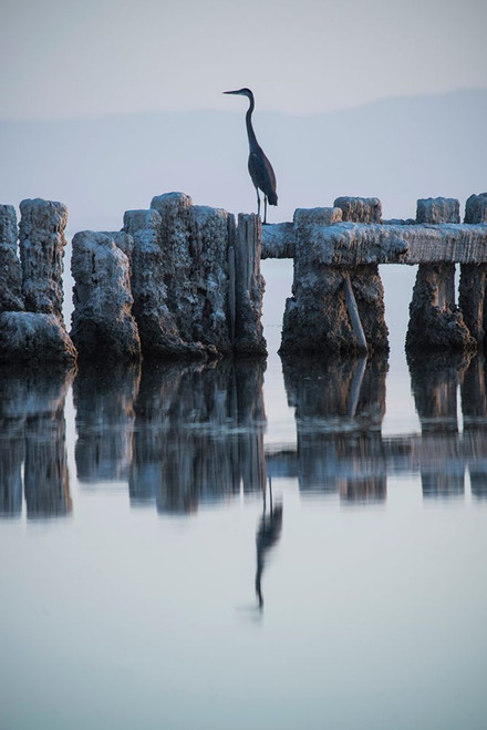 Heron Hunting Poster Print - Photo GS
