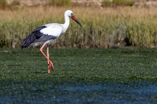 White stork in Faro-Portugal Poster Print - Chuck Haney