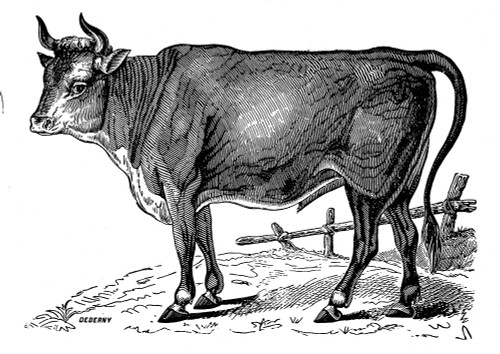 The Happy Cow Poster Print - Licensing Studio Art