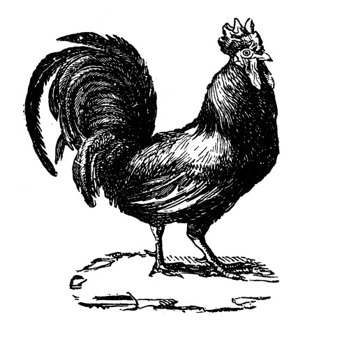 Standing Rooster Poster Print - Licensing Studio Art