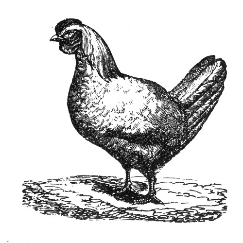 White Chicken Poster Print - Licensing Studio Art