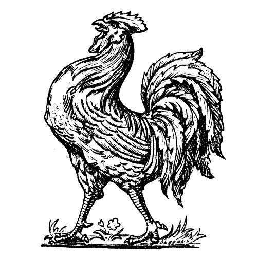 Proud Rooster Poster Print - Licensing Studio Art