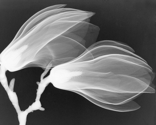 Magnolia I Poster Print - Hong Pham