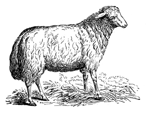 Ewe Poster Print - Licensing Studio Art